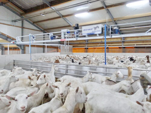 Geiten MAMMOET