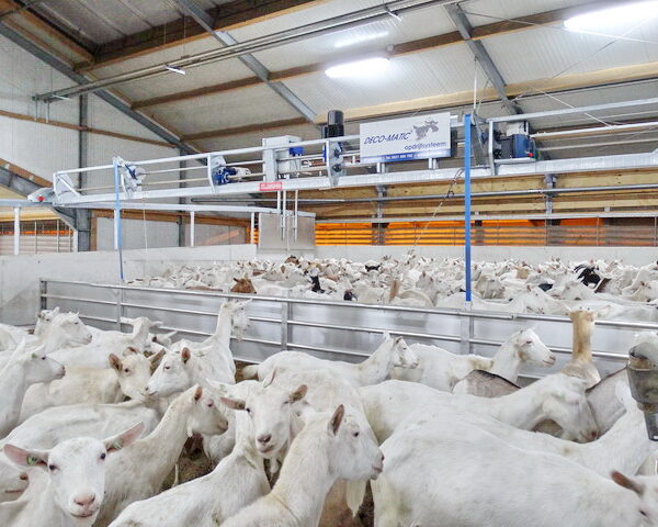 Geiten MAMMOET